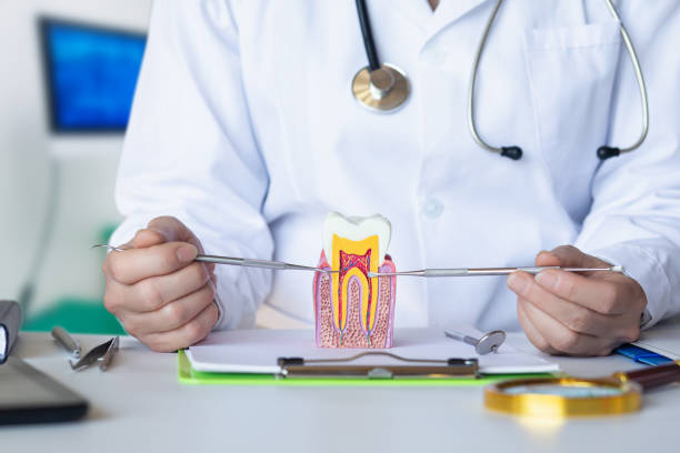 Best Emergency Dental Services for Seniors in Ridge Manor, FL